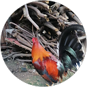Nevelos Tubal profile picture